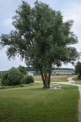 Grand arbre à côté d'une table