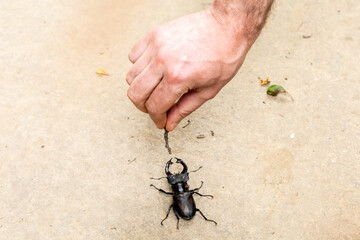 One, single European stag beetle on the ground with male hand playing with it