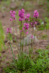 Beautiful delicate purple flowers viscaria vulgaris growing on meadow 