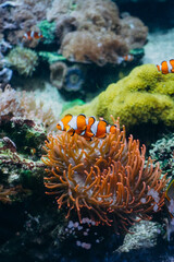 Naklejka na ściany i meble Clown fish on a background of coral and moss. Clown fish swim between orange corals in a large aquarium.
