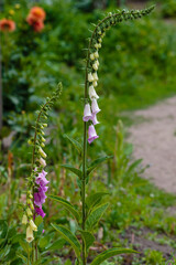 Flower of Digitalis Purpera, Foxglove in garden. Digitalis (digitalis) is a common decorative and medicinal plant, as well as a valuable honey plant