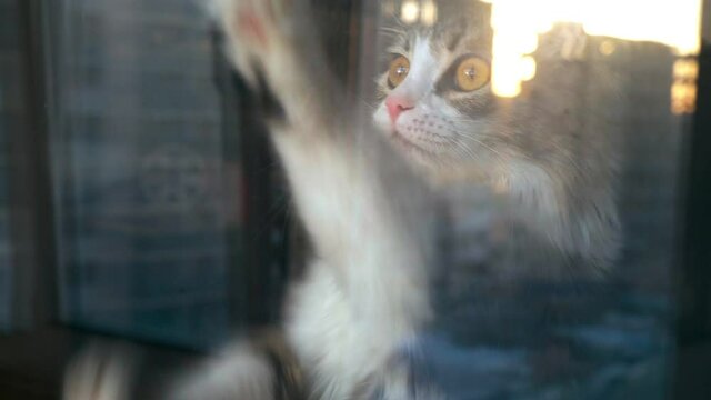 Funny fluffy cat with red eyes scratches the window and asks to go outside. Beautiful pets.