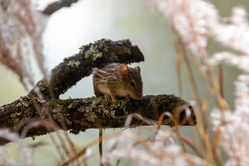 mouse on a branch
