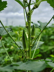 plant of okra in a field for agricultural organic market