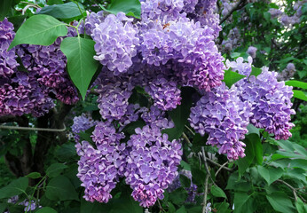 Obraz premium Close up view of vibrant pink lilac flowers in spring botanical garden
