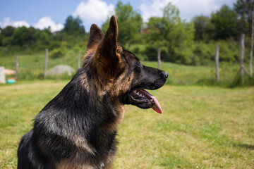 Young German Shepherd dog sitting on the grass