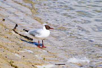 seagull perching on the ground at riverside