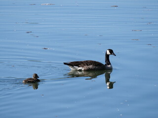 Canada goose swimming with biddy
