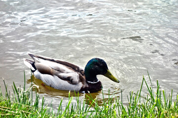 A beautiful colorful duck swims on a lake by the grassy shore