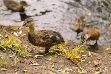 grown ducklings stand on the shore of the lake