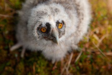 Long-eared owl chicks flew out of the nest.