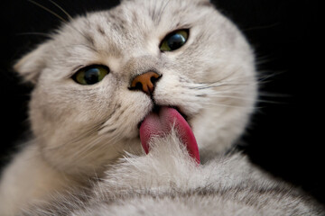 The cat licks his fur.