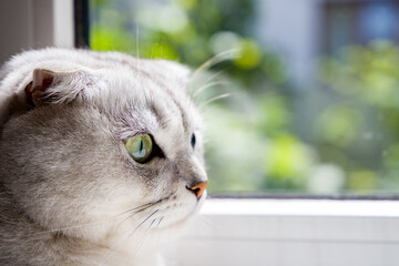 Portrait of a cat which looks out the window.