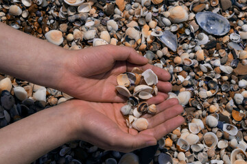 women's hands hold a handful of colorful shells collected on the seashore