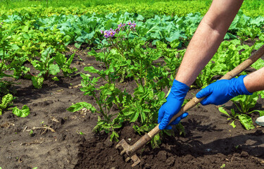 Fototapeta premium The farmer rakes the soil around the young potatoes. Close-up of the hands in gloves of an agronomist while tending a vegetable garden