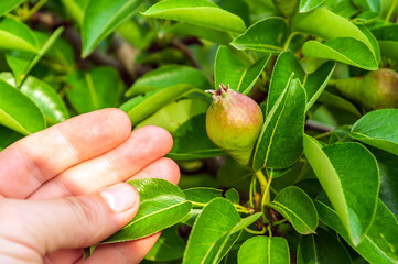 A farmer checks the ripening of a pear in early summer. Close-up of an agronomist hand holding a branch. Garden care
