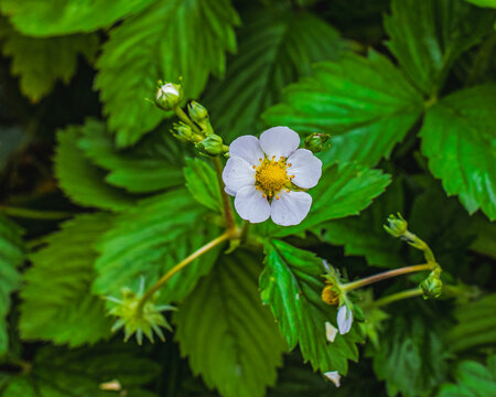 Strawberry blossoming in the summer garden