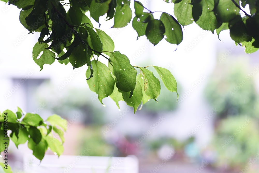 Canvas Prints drops of rain on the leaves. background material during the rainy season.