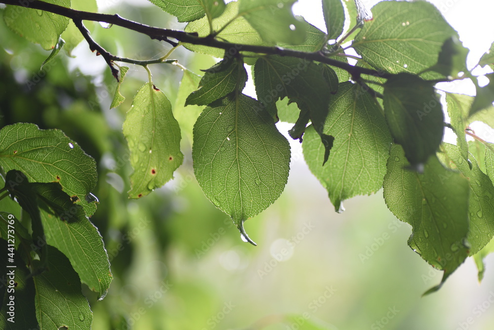 Sticker drops of rain on the leaves. background material during the rainy season.