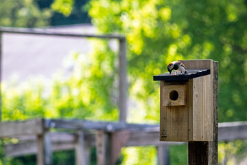 Bird pecking on bird house