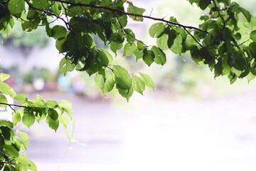Drops of rain on the leaves. Background material during the rainy season.