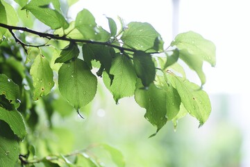 Drops of rain on the leaves. Background material during the rainy season.