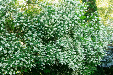 Fototapeta na wymiar Bush of blooming jasmine. Flowers of jasmine. Gardening. Philadelphus