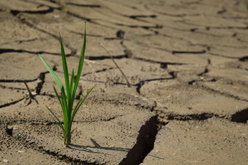Green plant on the dry soil