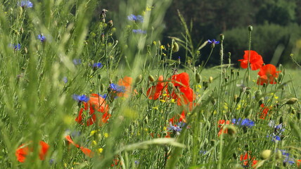 maki na łące, flowers on the meadow