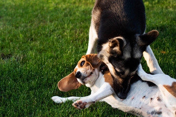 Naklejka na ściany i meble Beagle dog and Eastern European shepherd dog playing on the lawn grass next to the house outdoors.