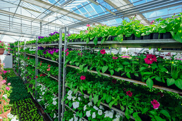Fototapeta na wymiar Growing of flower seedlings on shelves in greenhouse