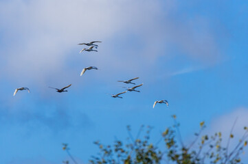 Flock of mute swans flying over top of the trees in the blue sky with large white cloud in V-shaped pattern