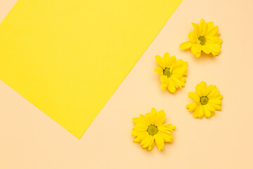 yellow flowers on a pastel pink background with a yellow leaf. Floral minimalism flat flute. View from above . Spring season