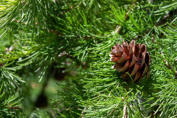 A dry pine cone lies on a green branch. Green pine branches on a sunny day. Christmas morning. Dry bump close up.