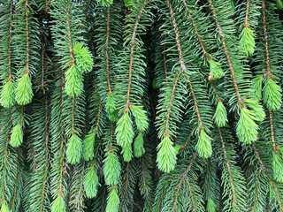 Spruce. Background with green spruce with new bright sprouts. 
