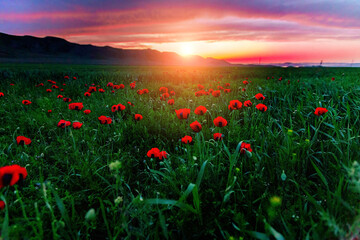 Fototapeta na wymiar Beautiful field of red poppies at evening sunset in mountains
