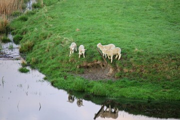 Fototapeta premium Herd of sheep on the meadow next to the river