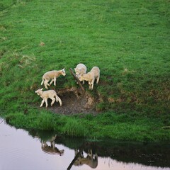 Fototapeta premium Herd of sheep on the meadow next to the river