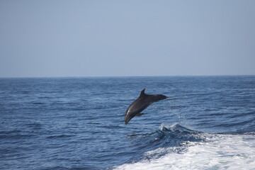 bottlenose dolphin  jumping 