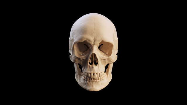 White Bone Human Female Skull With Teeth and Black Background Medical Anatomical and Jaw Bone 3d illustration render