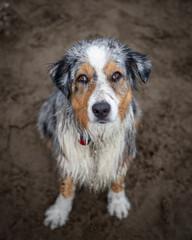 sitting wet aussie dog looking serious