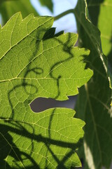 Grape Leaf with Veins Clearly Showing as the Sun Shines Through Them and Other Shadows