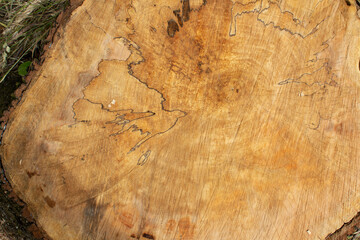 Abstact lines of  wooden  texture of sawn forest tree 