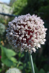 Onion Blossom in a Garden with Clear Details