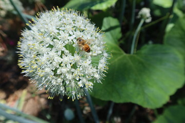 Bee Visiting an Onion Flower and Pollinating the Blossoms