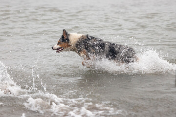 Australian shepherd dog running happy in the ocean