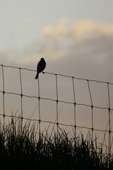 Silhouette of a bird on wire fence