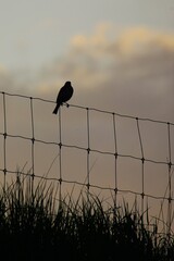 Silhouette of a bird on wire fence