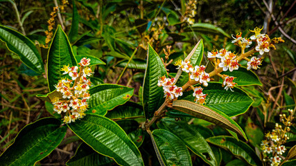 tree bush flower nature spring natural vegetation plant, branch, green, nature, pine, tree, cone, forest, fir, needle, flower, spruce, conifer, evergreen, spring, needles, christmas, red, macro, twig,