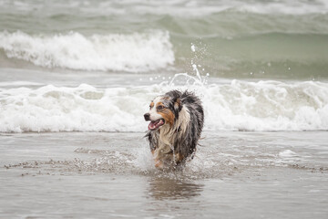 Australian shepherd dog running happy in the ocean